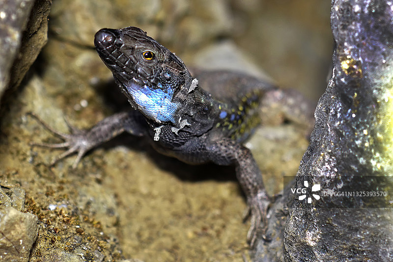拉帕尔马蜥蜴，塔布里恩特火山口国家公园，西班牙加那利群岛图片素材