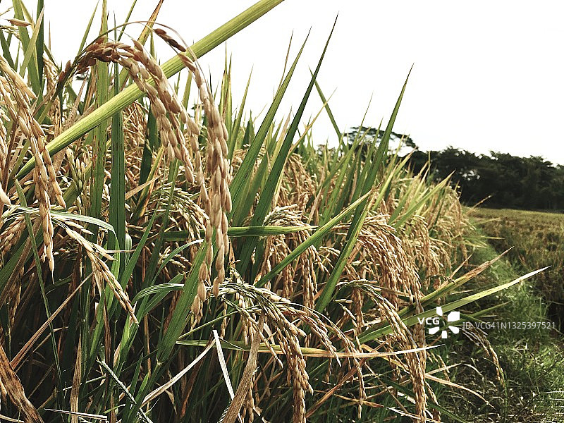 印度尼西亚的稻米植株形态图片素材