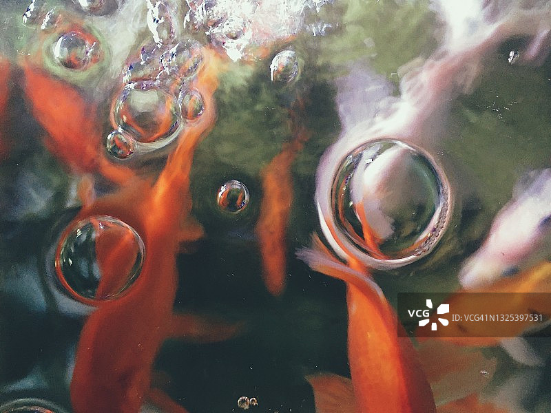 水泡与鱼图片素材