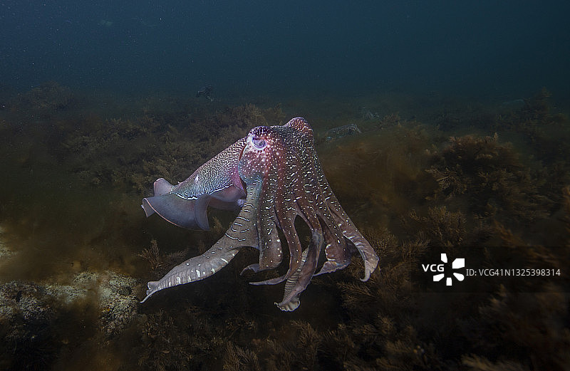 南澳大利亚巨型乌贼交配季节图片素材