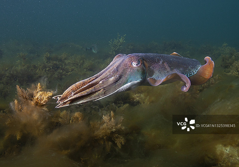 南澳大利亚巨型乌贼交配季节图片素材