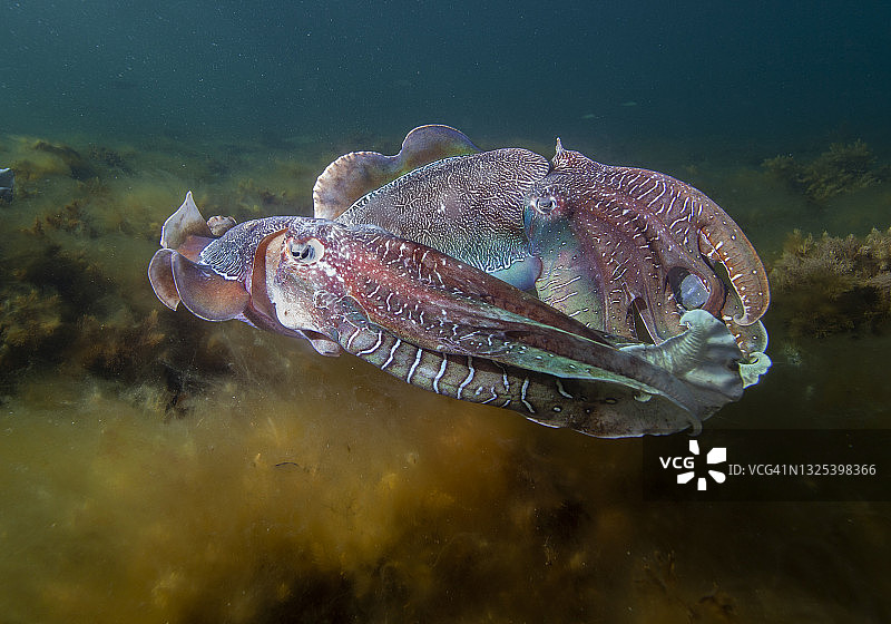 南澳大利亚巨型乌贼交配季节图片素材
