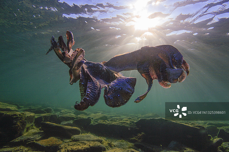 南澳大利亚巨型乌贼交配季节图片素材