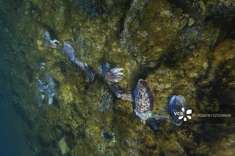 南澳大利亚巨型乌贼交配季节图片素材