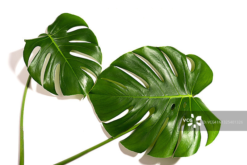 白色背景上孤立的龟背竹、喜林芋热带叶子图片素材