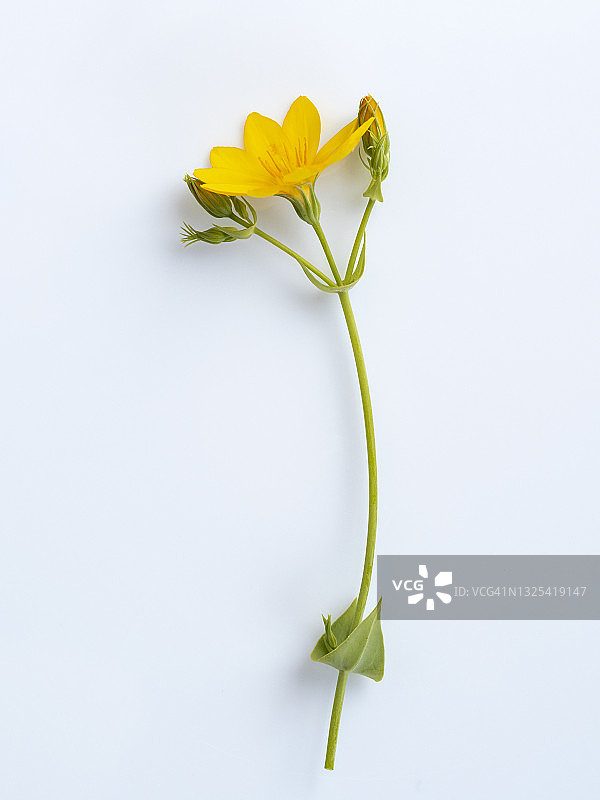 白色背景上的黄色野生雏菊特写图片素材