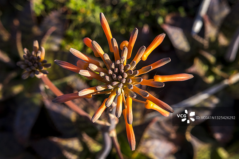 开花的芦荟图片素材