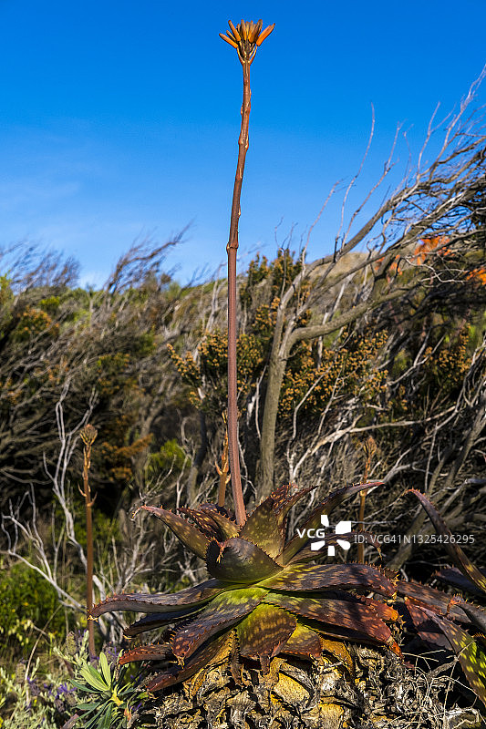 开花的芦荟图片素材