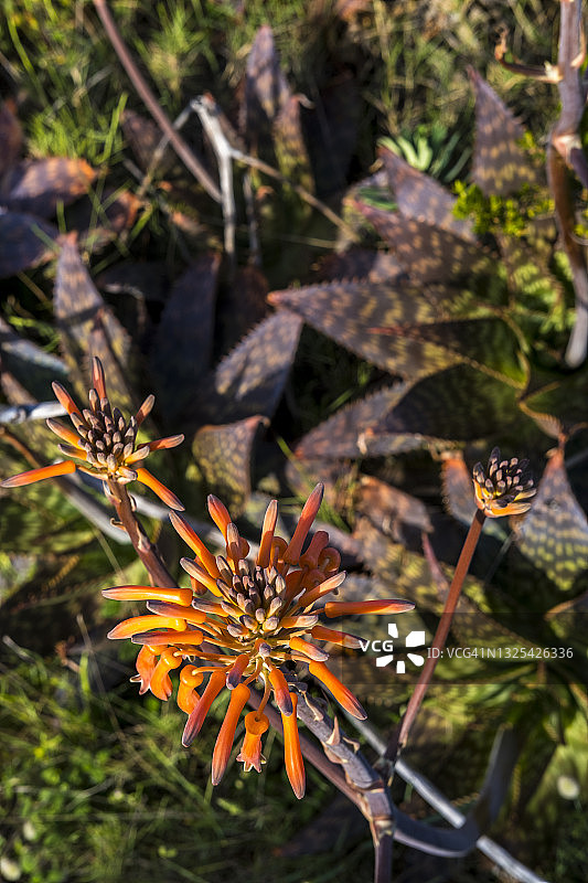 开花的芦荟图片素材