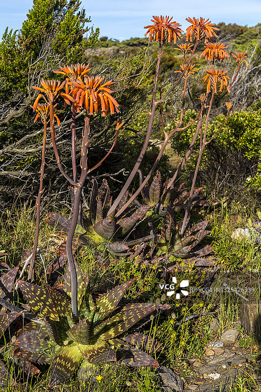 开花的芦荟图片素材