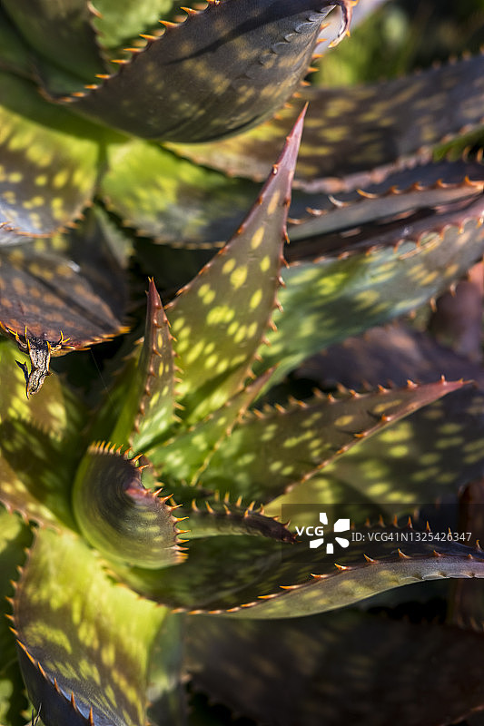Aloe Maculata植物图片素材