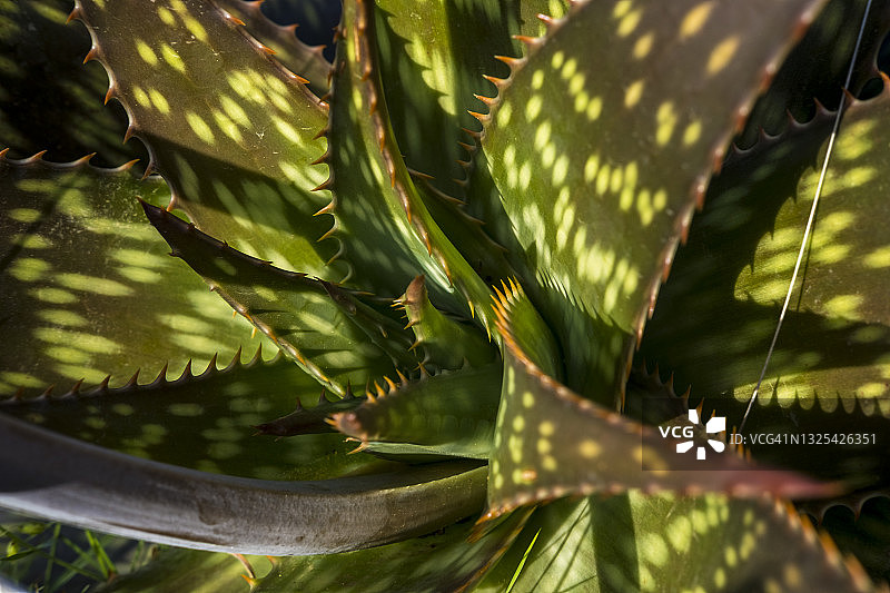 Aloe Maculata植物图片素材