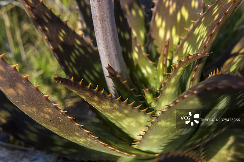 Aloe Maculata植物图片素材