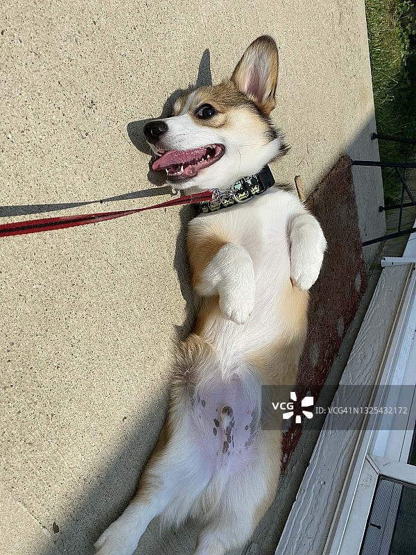 散步后疲惫的小狗图片素材