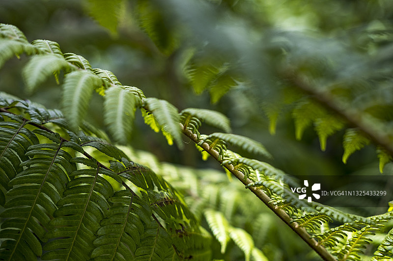春天的桫椤图片素材