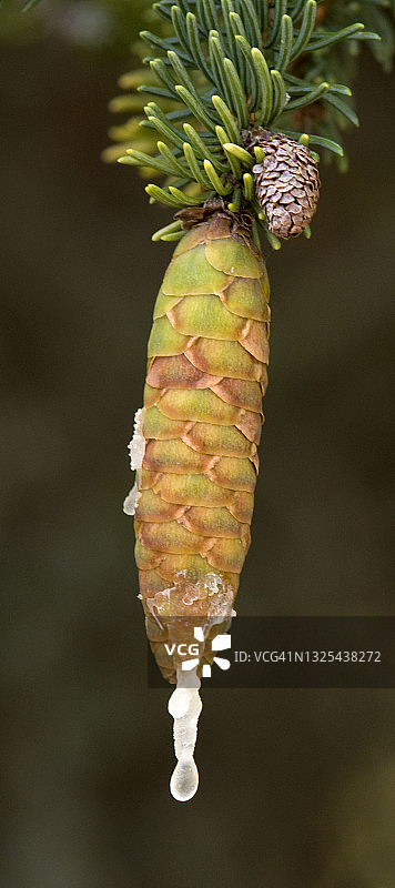 白云杉球果与树脂图片素材