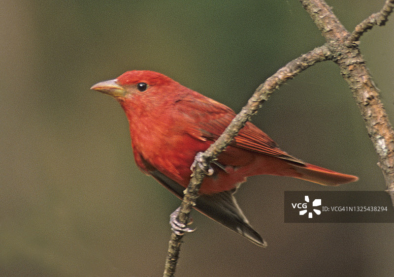 雄性北美红雀图片素材