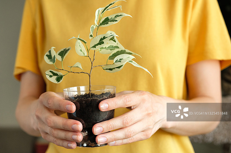 女园丁或花艺师手捧盆栽植物或鲜花。一个穿着鲜艳T恤的女孩展示了一棵榕树幼苗，种植植物出售。作为礼物的植物。爱好的概念。图片素材