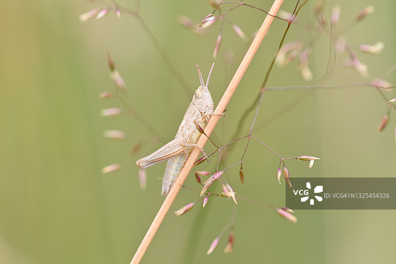 花丛中的蚱蜢图片素材