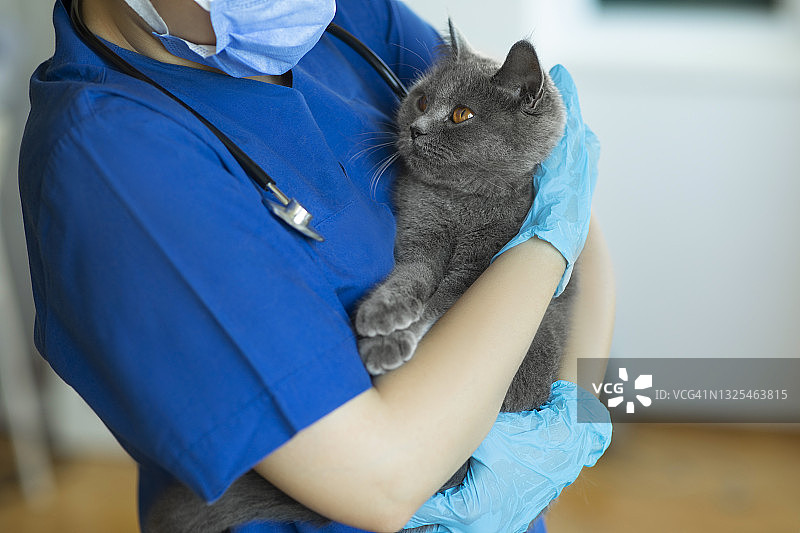 女兽医医生抱着一只猫图片素材
