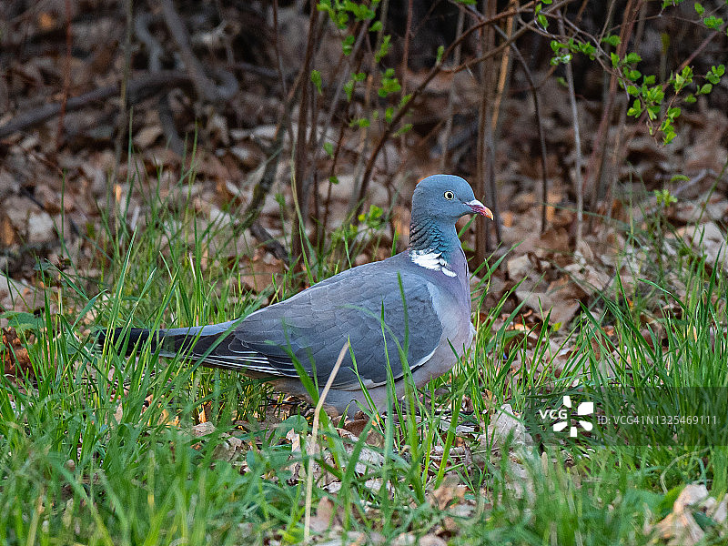 普通林鸽图片素材