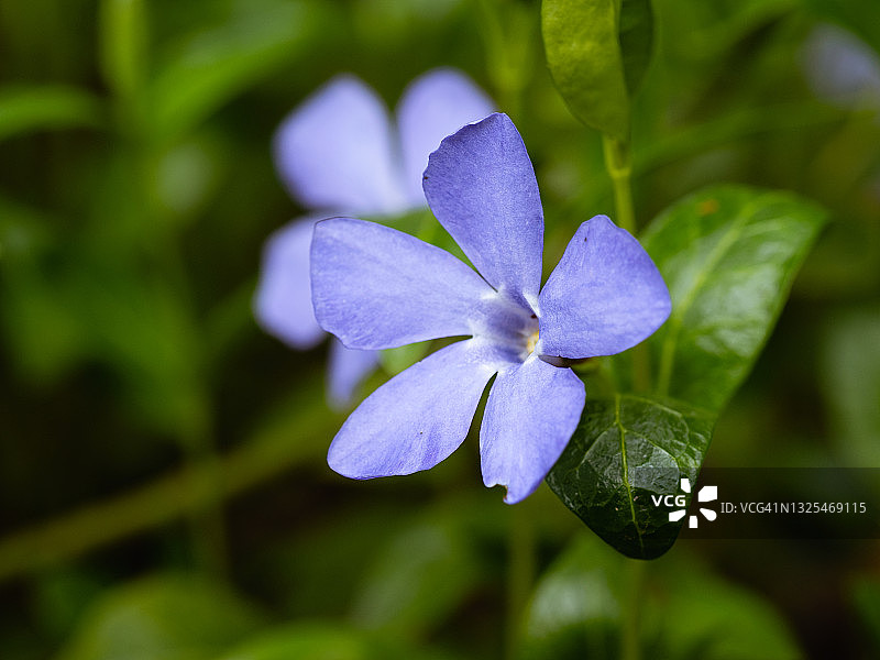 春天，明亮绿叶中盛开的蓝色长春花特写图片素材