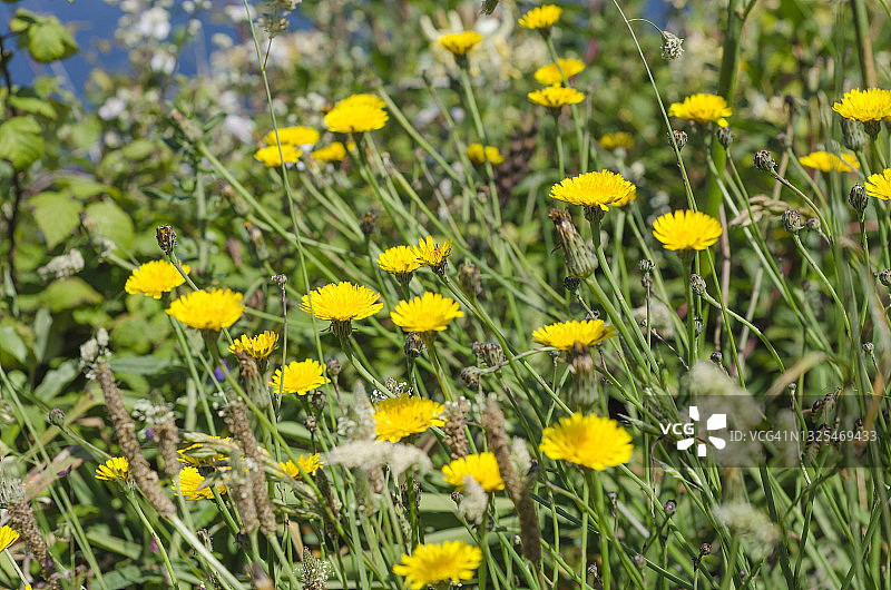西班牙北部海岸和坎塔布连海沿岸盛开的粗糙山柳菊图片素材