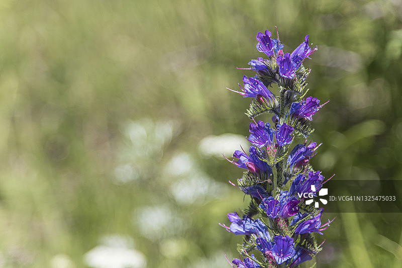 蓝蓟野花图片素材