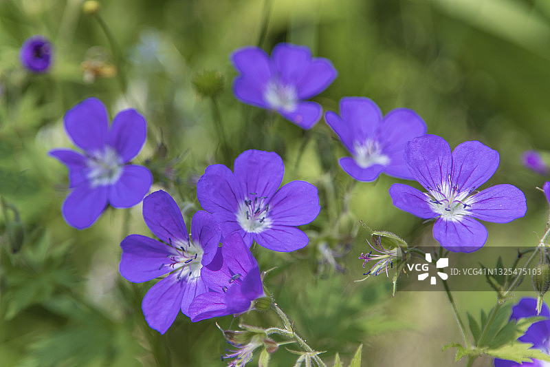 林地老鹳草图片素材