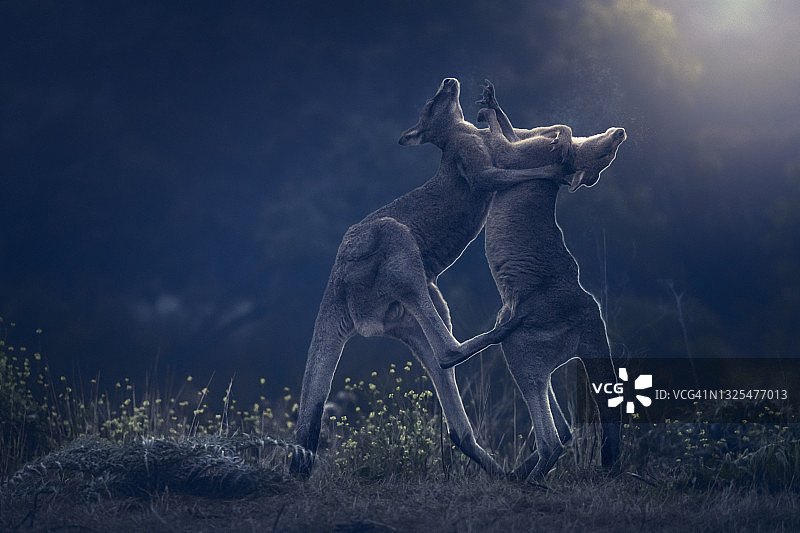 两只年轻的东部灰袋鼠（Macropus giganteus）在第一缕曙光中互相拳击和战斗图片素材