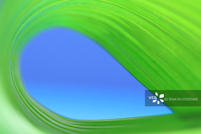 地生兰叶子在蓝色背景上形成环状抽象图案特写图片素材