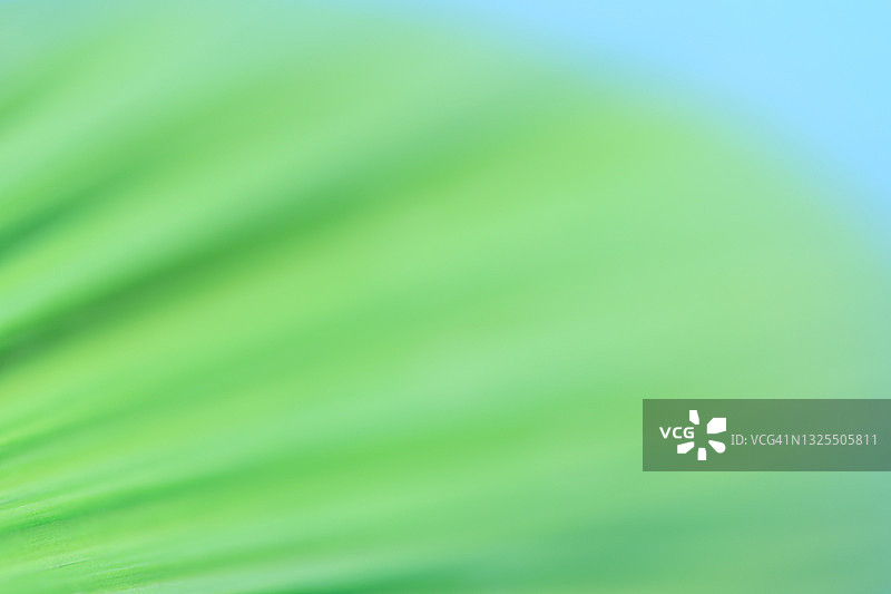 浅蓝色背景下的叶脉扇形图案图片素材