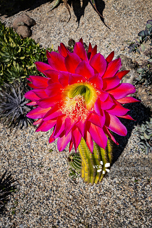盛开的仙人掌图片素材