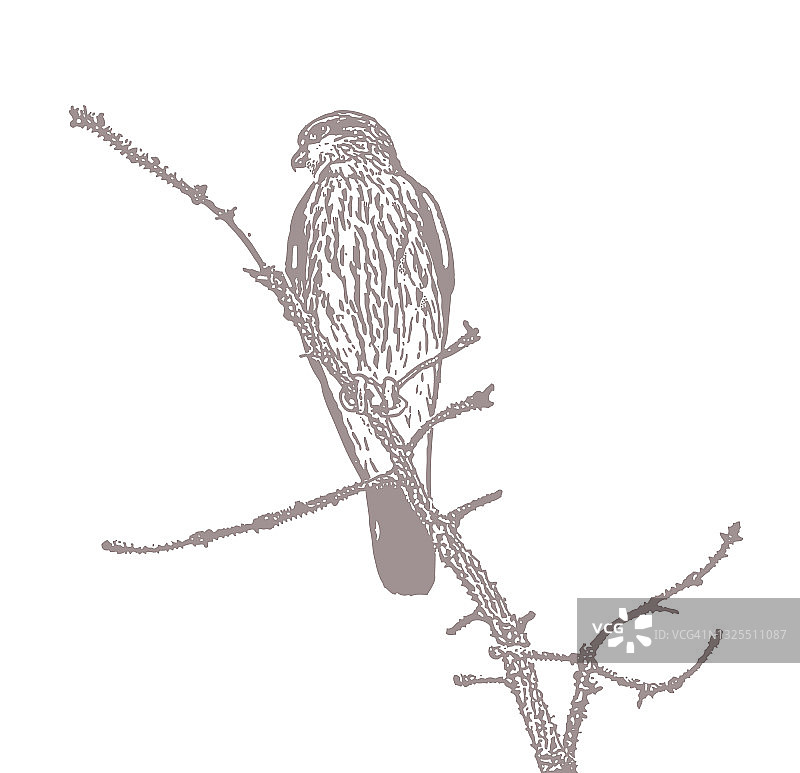 栖息在松树枝上的灰背隼图片素材