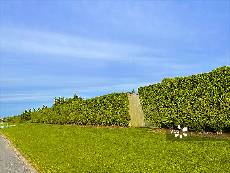 南安普顿草坪上的高大绿篱图片素材