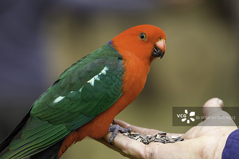 澳洲国王鹦鹉图片素材