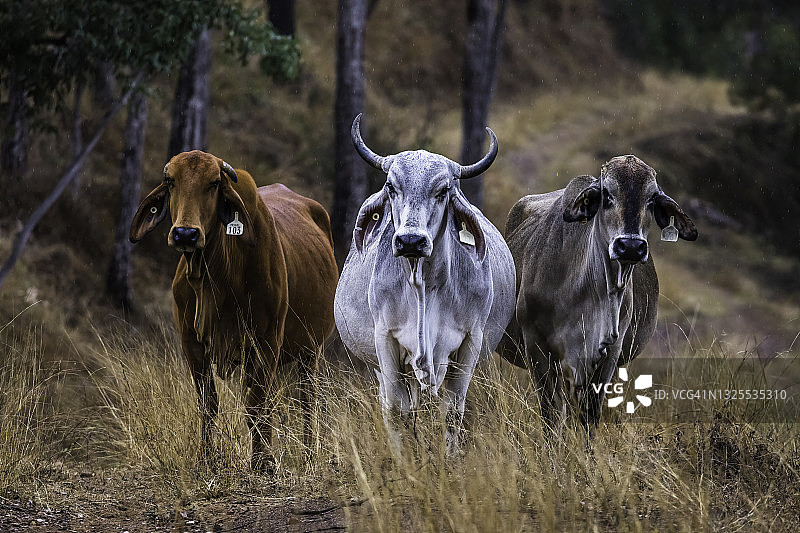 婆罗门肉牛图片素材