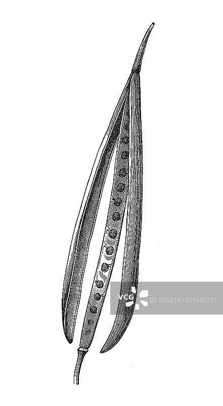 芥菜果实老式雕刻插图图片素材