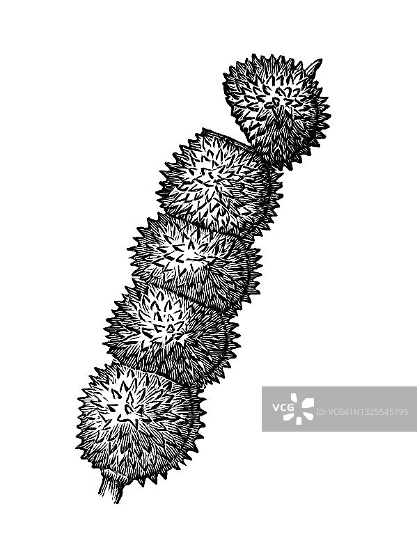 红豆草果实古老版画图片素材