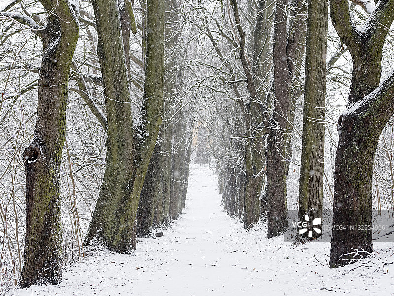 冬天的景色图片素材