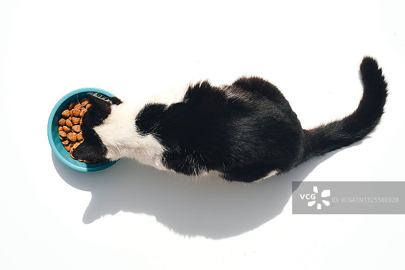 猫从碗里吃食物的俯视图图片素材