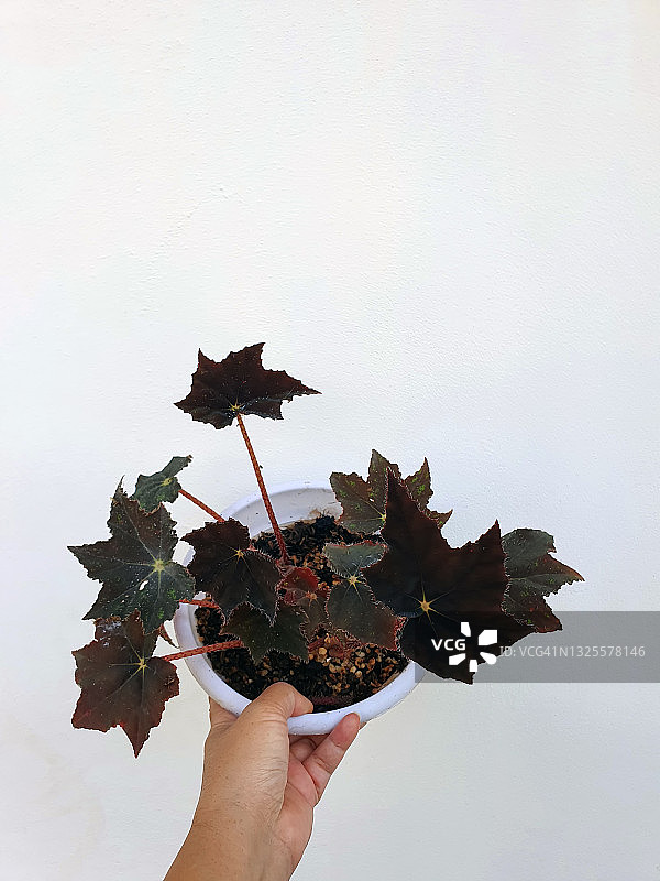 手持黑方丽格海棠花盆图片素材