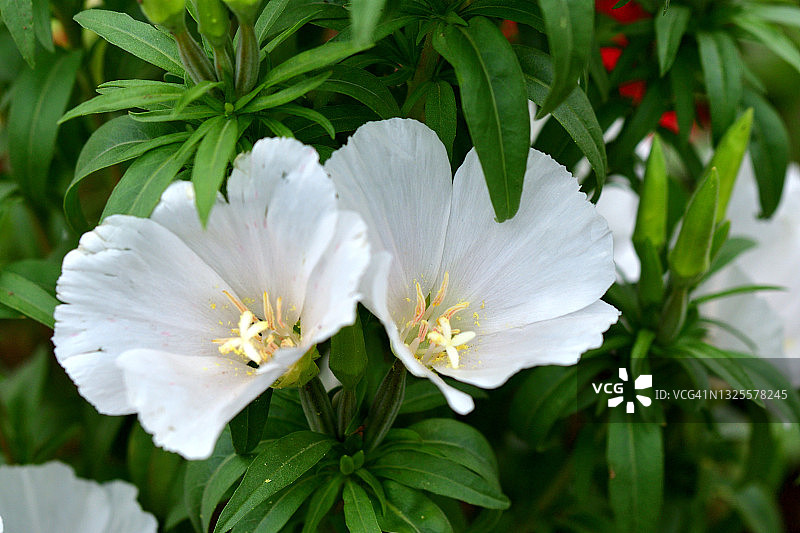 金盏花图片素材