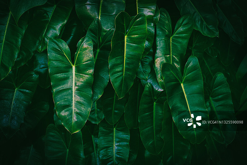 绿叶纹理，绿叶图案背景图片素材