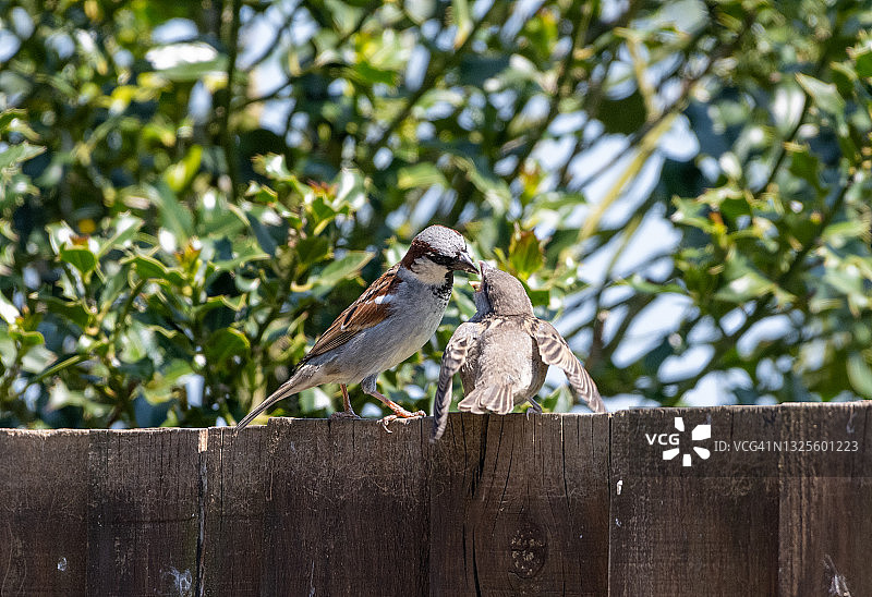 雌性麻雀喂食幼鸟图片素材