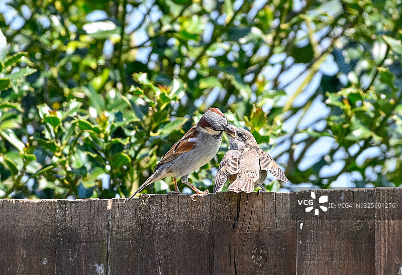 雌性麻雀喂食幼鸟图片素材