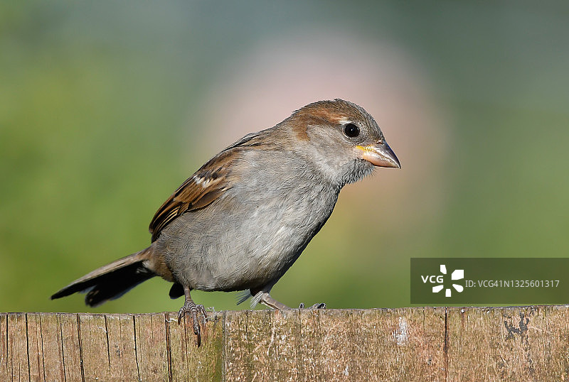 雌性家麻雀图片素材