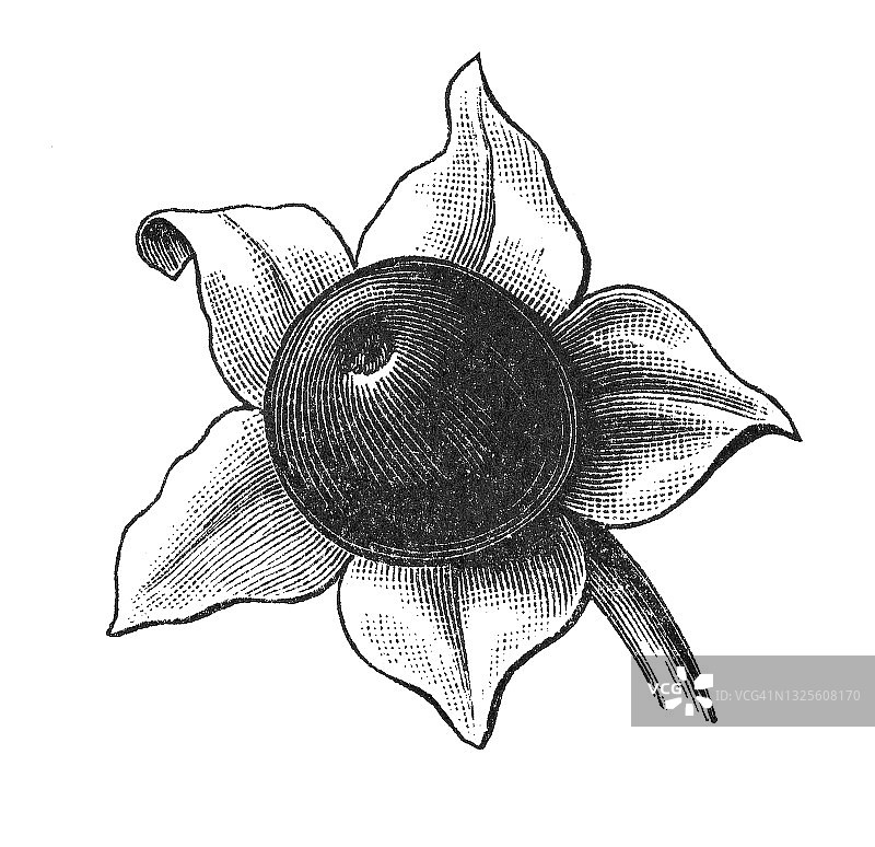 颠茄古董雕刻插图图片素材