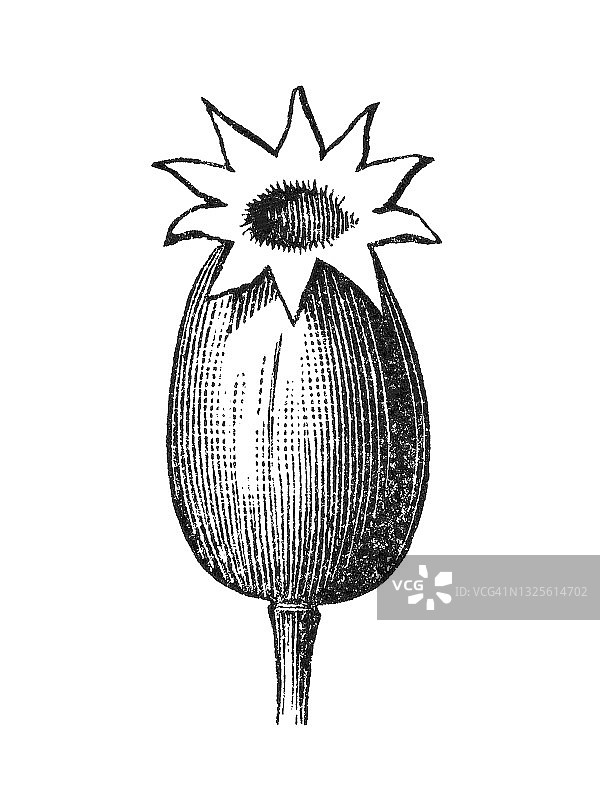 石竹属植物的古老雕刻插图图片素材