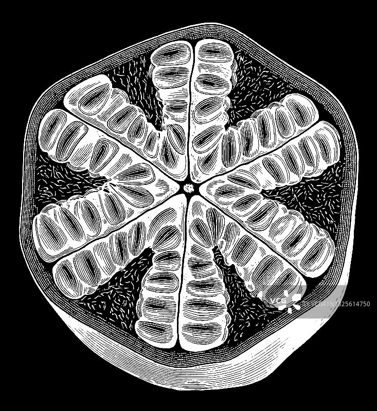 石榴古老雕刻插图图片素材